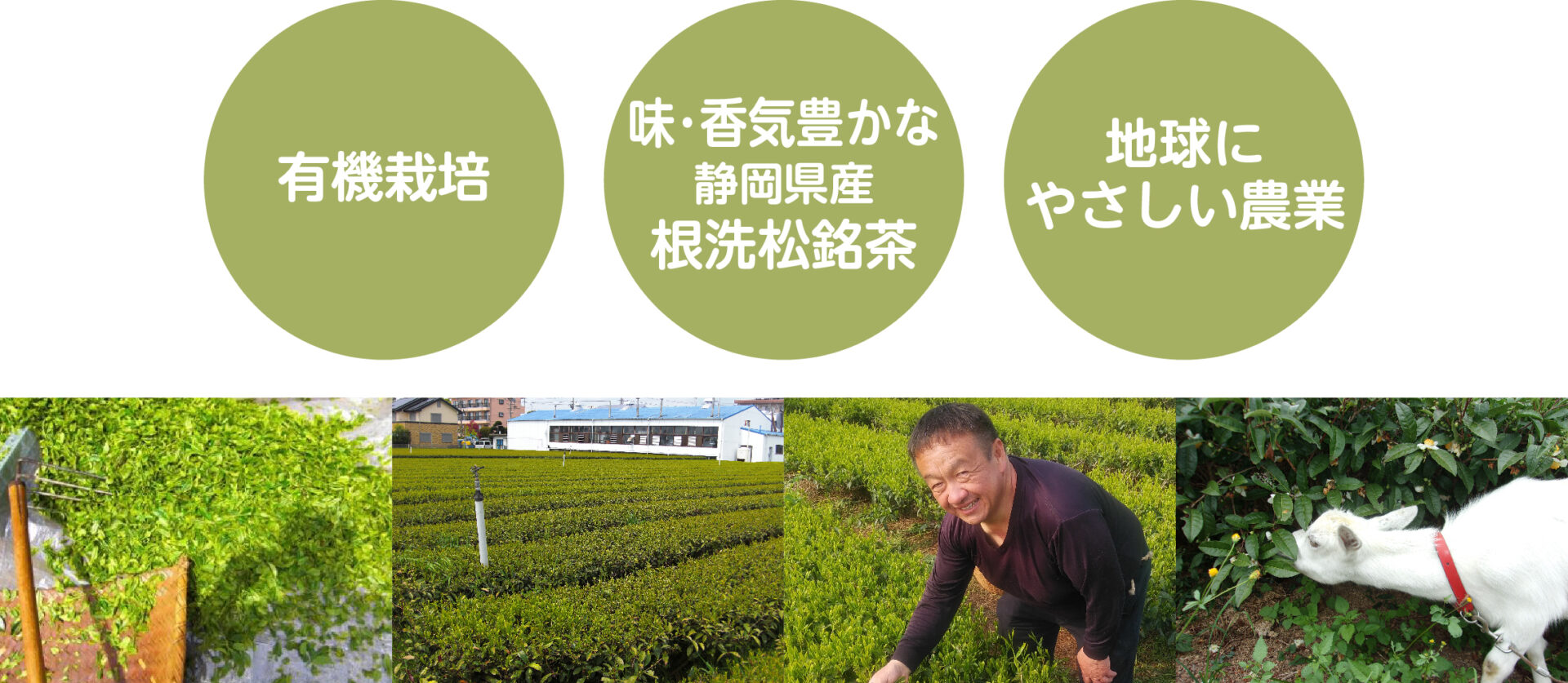 根洗松銘茶の日本農産